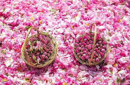 مقام مسئول: ثبت «گل محمدی ایران» به نام عربستان واقعیت ندارد