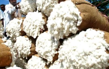 واردات پنبه محدودیت ندارد