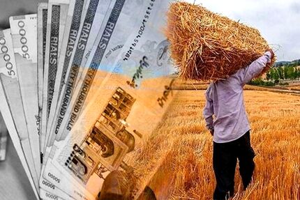 ۸۰ درصد مطالبات گندمکاران اسدآباد پرداخت شده است