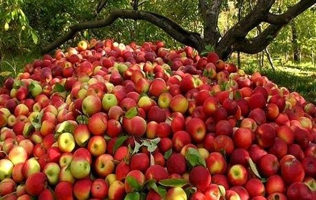 نیم میلیون تن سیب در ۱۱ ماهه سال گذشته صادر شد