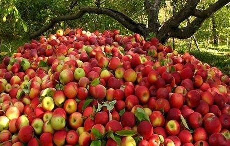نیم میلیون تن سیب در ۱۱ ماهه سال گذشته صادر شد