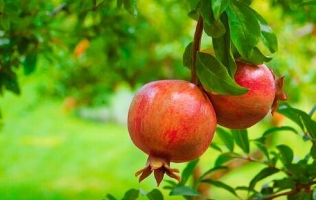 جشنواره بزرگ انار در شاهدیه یزد برگزار می‌شود