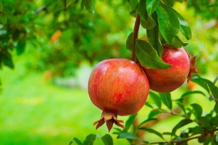 جشنواره بزرگ انار در شاهدیه یزد برگزار می‌شود