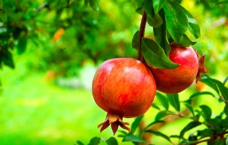 جشنواره بزرگ انار در شاهدیه یزد برگزار می‌شود