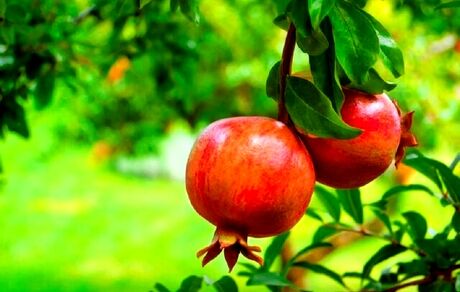 جشنواره بزرگ انار در شاهدیه یزد برگزار می‌شود