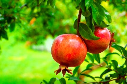 جشنواره بزرگ انار در شاهدیه یزد برگزار می‌شود