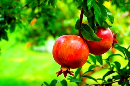 جشنواره بزرگ انار در شاهدیه یزد برگزار می‌شود