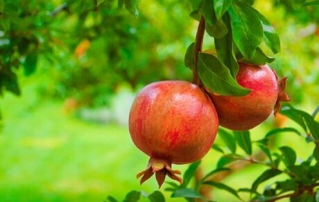 جشنواره بزرگ انار در شاهدیه یزد برگزار می‌شود