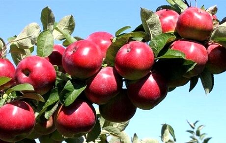 امیدواریم امسال بازار سیب استان آذربایجان‌غربی را مدیریت کنیم!