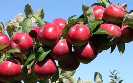 امیدواریم امسال بازار سیب استان آذربایجان‌غربی را مدیریت کنیم!