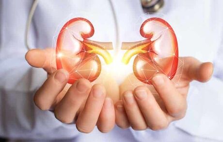 تقویت کلیه‌ها با ۴ گیاه و میوۀ دارویی