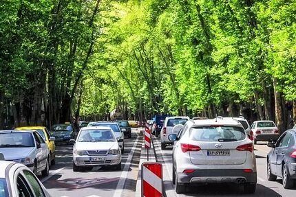 کاهش افسردگی با زندگی در کنار درختان