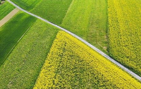 وزیر جهادکشاورزی: طرح الگوی کشت یک‌بار برای همیشه باید عملیاتی شود
