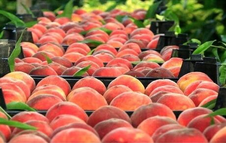 برداشت ۱۲۰ هزار تن میوه‌های هسته دار از باغ‌های استان گلستان