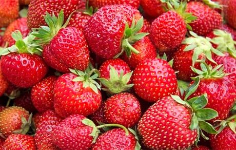 سالانه ۲۶۰ تن توت فرنگی گلخانه‌ای در آذربایجان‌غربی تولید می‌شود