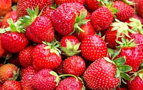 سالانه ۲۶۰ تن توت فرنگی گلخانه‌ای در آذربایجان‌غربی تولید می‌شود