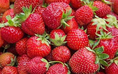 سالانه ۲۶۰ تن توت فرنگی گلخانه‌ای در آذربایجان‌غربی تولید می‌شود