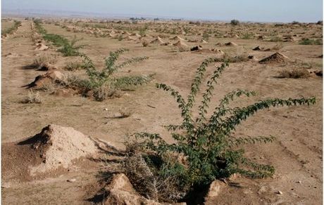 توسعه همکاری ایران و چین در زمینه مقابله با بیابان‌زایی