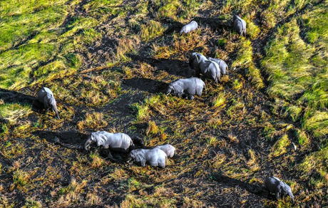 راهکار چینی‌ها برای هدایت فیل‌های وحشی گمشده