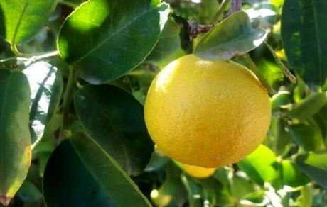 مطالبات لیموکاران استان هرمزگان صفر شد