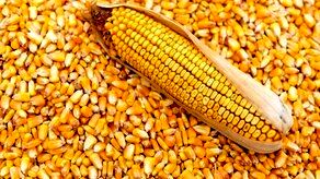 آخرین وضعیت واردات و موجودی ذرت