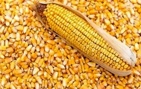 آخرین وضعیت واردات و موجودی ذرت