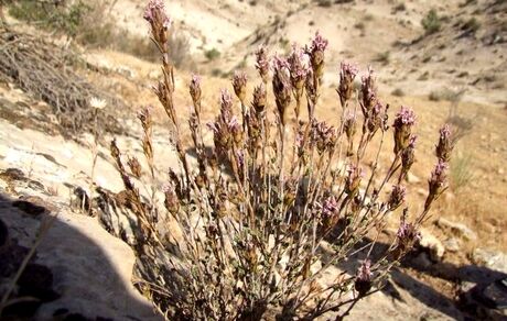 آویشن، گیاهی موثر در درمان سرماخوردگی