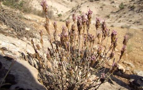 آویشن، گیاهی موثر در درمان سرماخوردگی