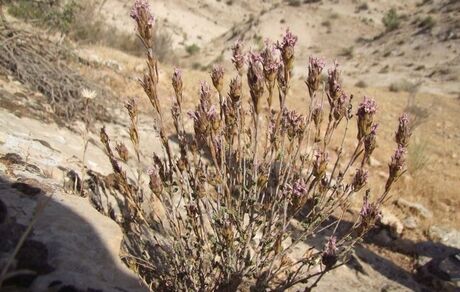 آویشن، گیاهی موثر در درمان سرماخوردگی