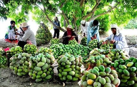 آغاز برداشت انبه در استان سیستان و بلوچستان