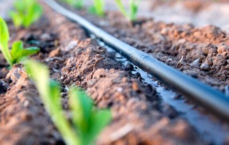 معاون مجری سامانه‌های آبیاری نوین وزارت کشاورزی: اراضی خرد استفاده از سامانه‌های نوین آبیاری را دشوار می‌کند!