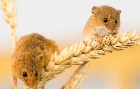 افزایش طول عمر موش‌ها با کم کردن وعده‌های غذایی