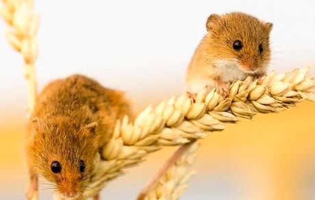 افزایش طول عمر موش‌ها با کم کردن وعده‌های غذایی