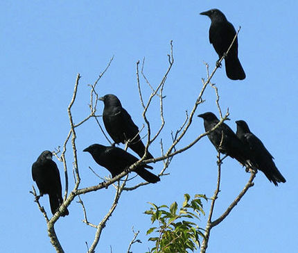 تهران جولانگاه کلاغ‌های پیر