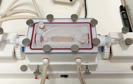 امکان پرورش «مری» در آزمایشگاه ممکن شد