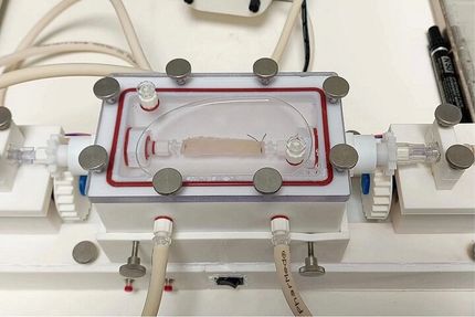 امکان پرورش «مری» در آزمایشگاه ممکن شد