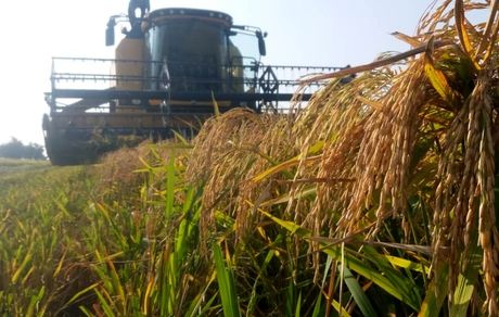 ممنوعیت کشت برنج در سال ۱۴۰۰ لغو شد