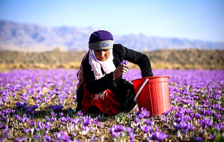 کاهش ۵۰ درصدی برداشت زعفران در رشتخوار