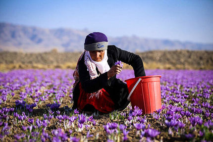کاهش ۵۰ درصدی برداشت زعفران در رشتخوار