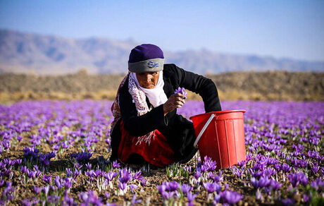 کاهش ۵۰ درصدی برداشت زعفران در رشتخوار