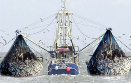 تنها یکی از ناوگان‌های صید ترال موقتا غیرفعال می‌شود!