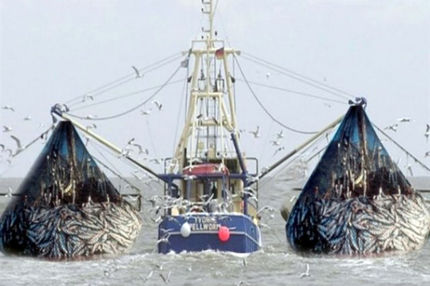 تنها یکی از ناوگان‌های صید ترال موقتا غیرفعال می‌شود!