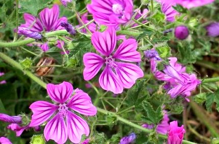 پنیرک و خواص درمانی آن