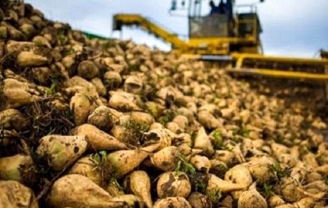 تولید ۱.۴ میلیون تن شکر از چغندرهای قند برداشت شده در کشور