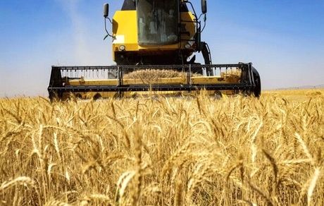 رکورد ۲۰ ساله برداشت گندم در استان کرمانشاه شکست