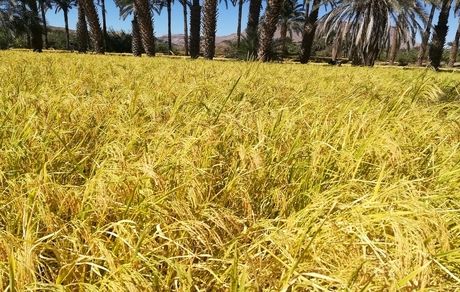 پیش بینی برداشت ۳۶ تن برنج در فنوج