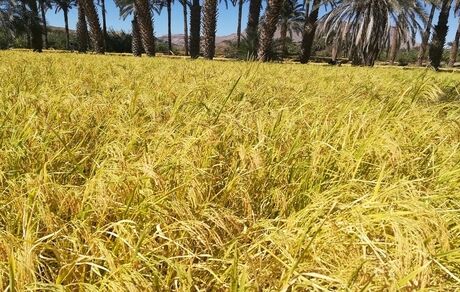 پیش بینی برداشت ۳۶ تن برنج در فنوج
