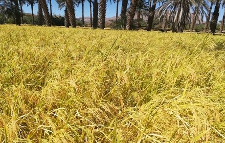 پیش بینی برداشت ۳۶ تن برنج در فنوج
