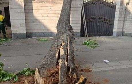 قطع برخی از درختان ضلع غربی باغ موزه قصر / شهرداری واکنش نشان داد
