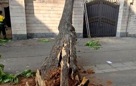 قطع برخی از درختان ضلع غربی باغ موزه قصر / شهرداری واکنش نشان داد